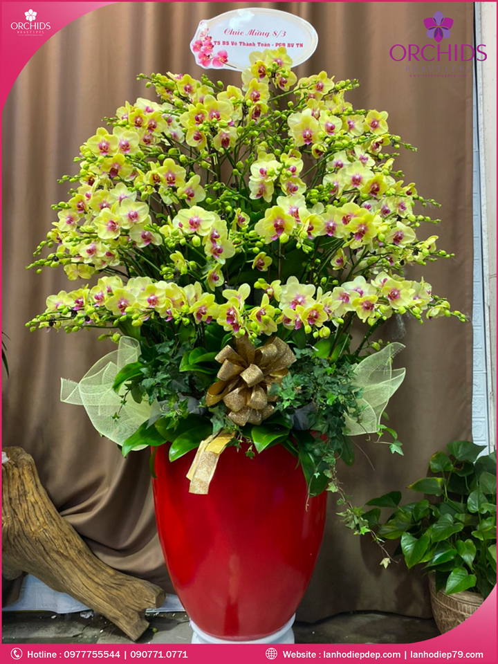 Chậu hoa lan hồ điệp vàng 50 cành