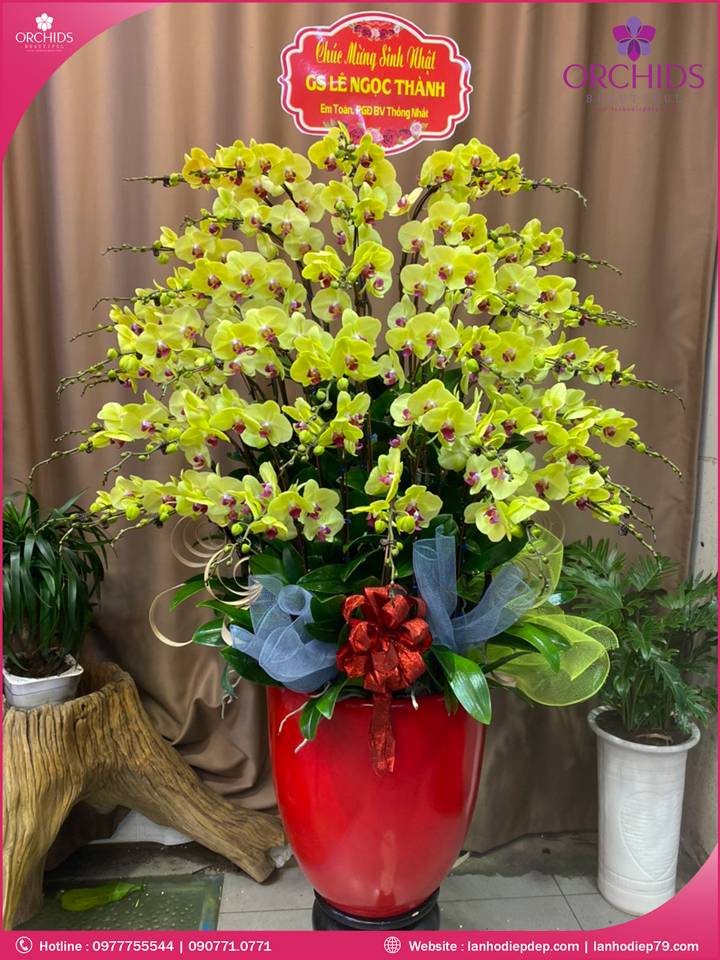 Chậu hoa lan hồ điệp vàng 50 cành