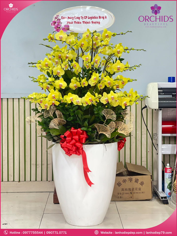 Chậu hoa lan hồ điệp vàng 50 cành