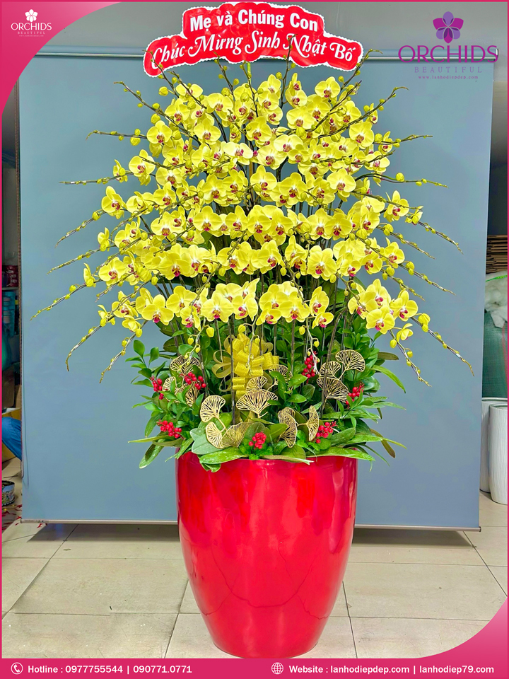 Chậu hoa lan hồ điệp vàng 50 cành