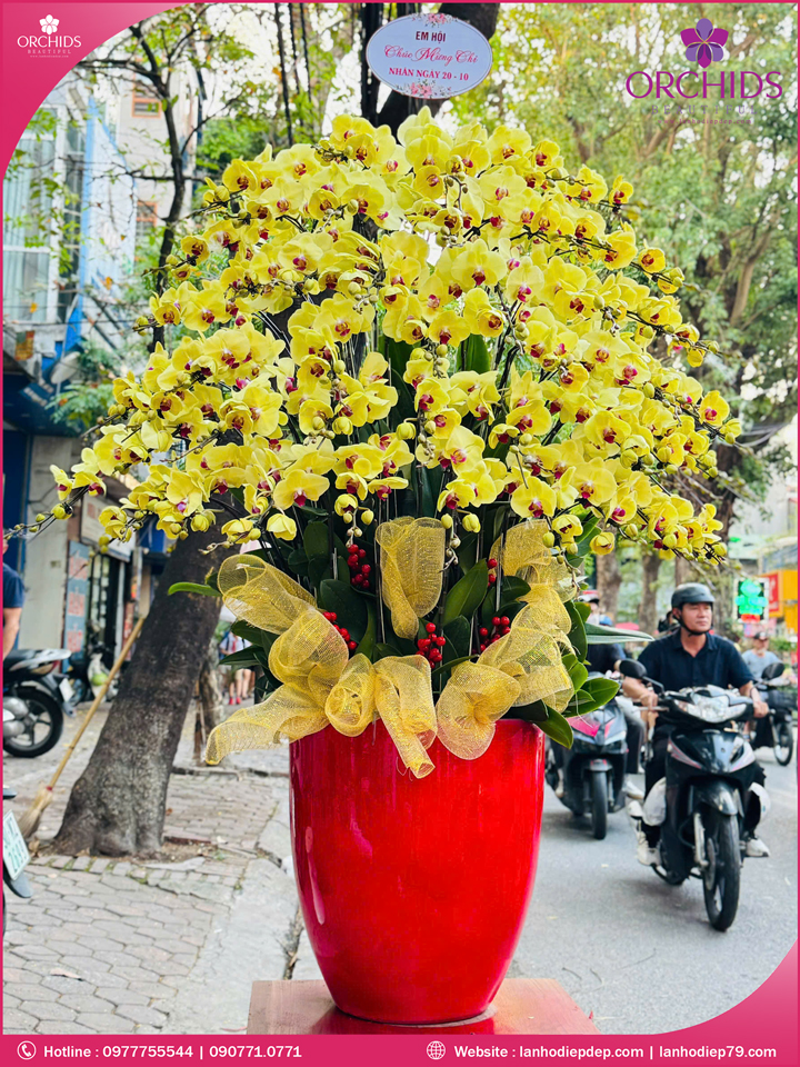 Chậu hoa lan hồ điệp vàng 50 cành