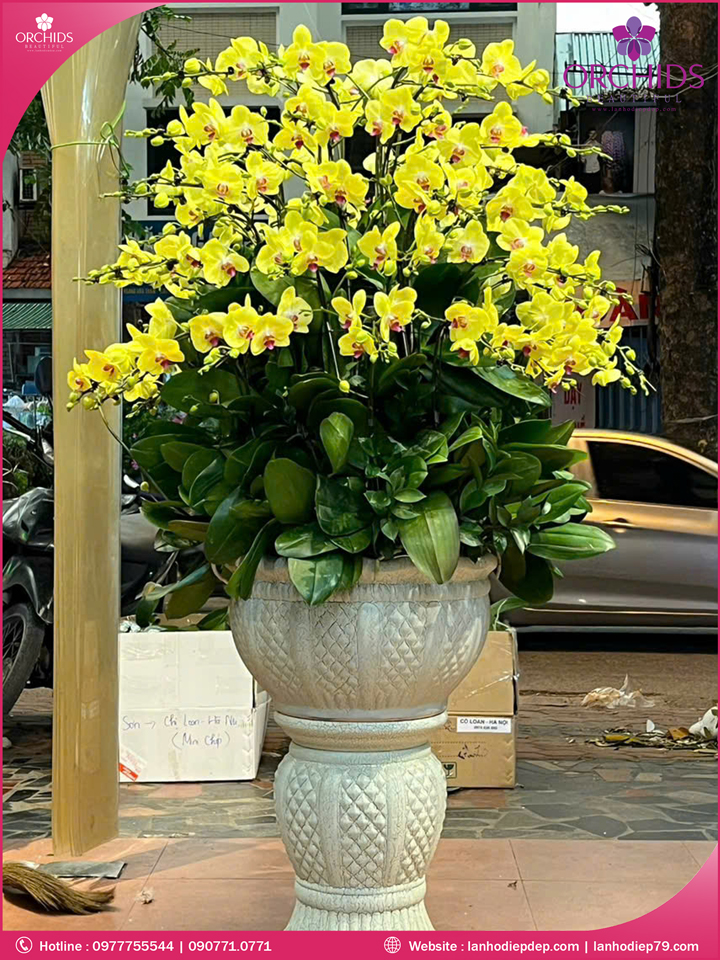 Chậu hoa lan hồ điệp vnagf 50 cành