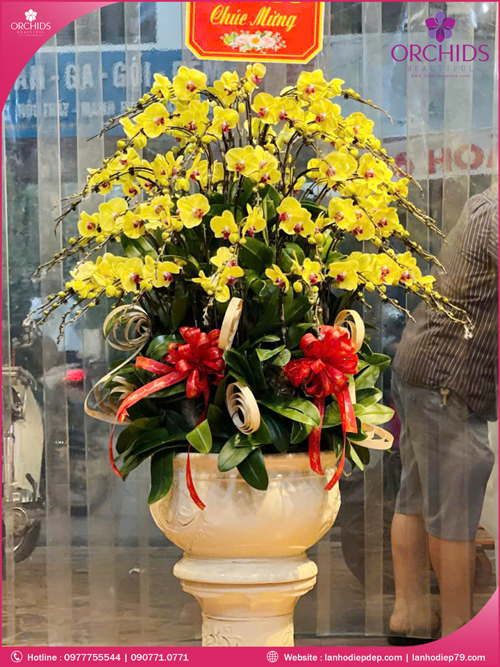 Chậu hoa lan hồ điệp vàng 50 cành