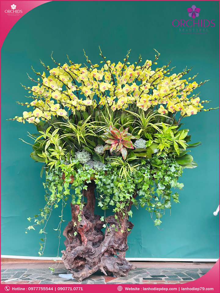 Chậu hoa lan hồ điệp vàng ghép lũa 50 cành