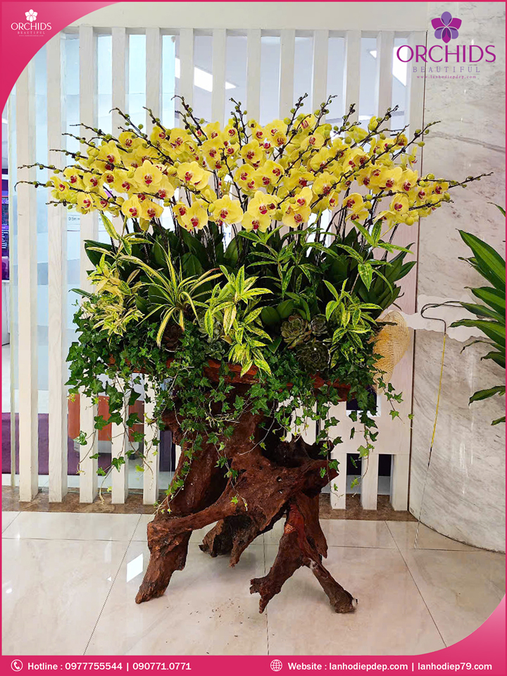 Chậu hoa lan hồ điệp vàng ghép lũa 50 cành