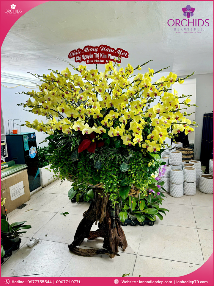 Chậu hoa lan hồ điệp vàng ghép lũa 50 cành