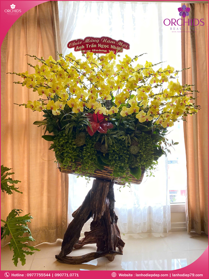 Chậu hoa lan hồ điệp vàng ghép lũa 50 cành