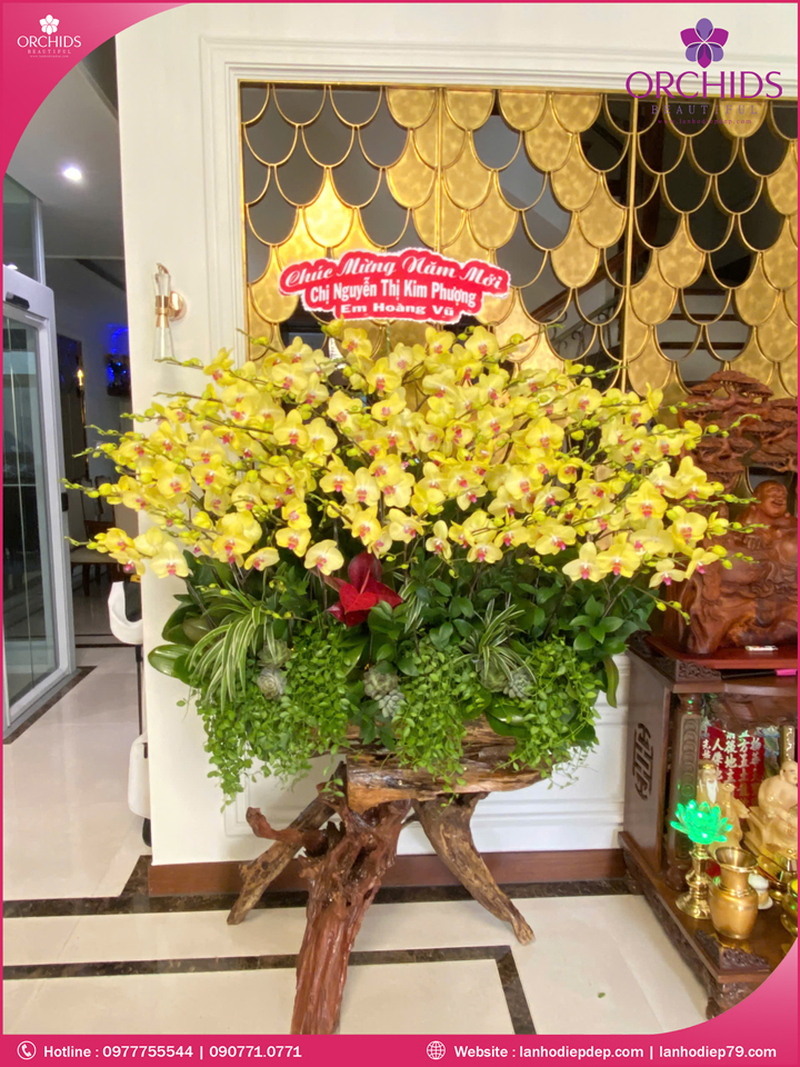 Chậu hoa lan hồ điệp vàng ghép lũa 50 cành
