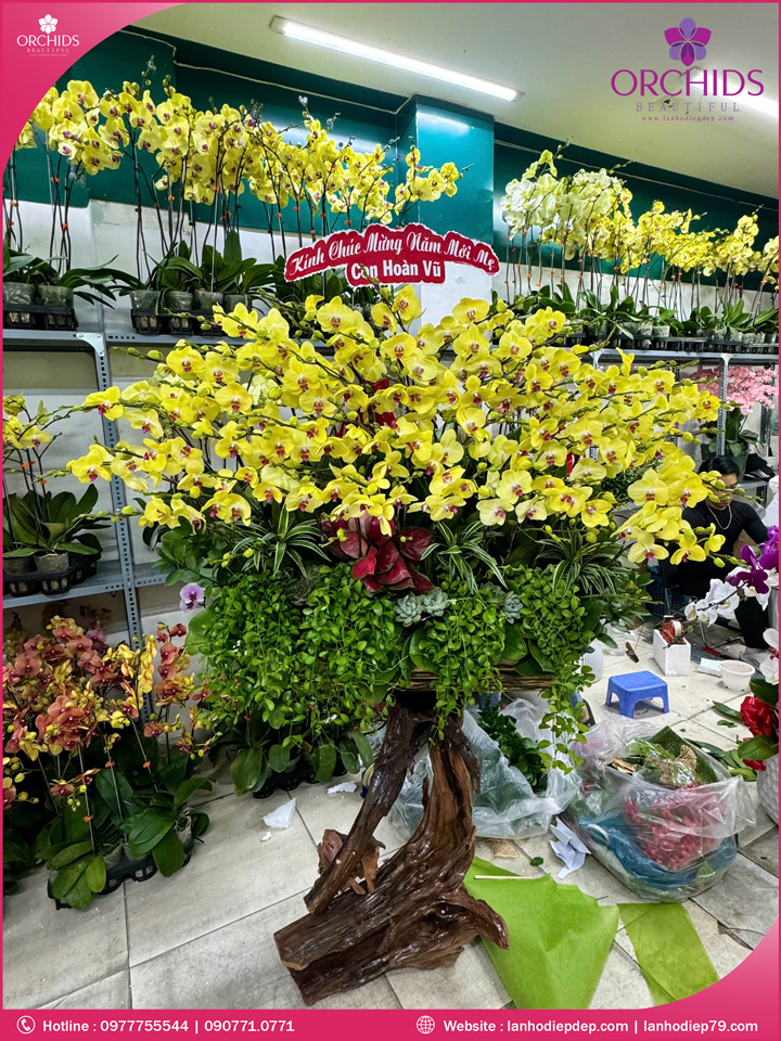 Chậu hoa lan hồ điệp vàng ghép lũa 50 cành