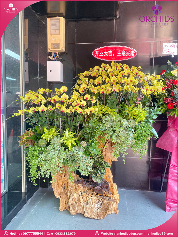 Chậu hoa lan hồ điệp vàng ghép lũa 50 cành V532