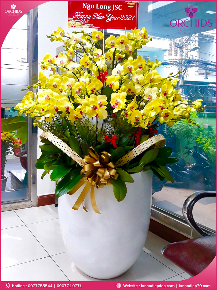 Chậu hoa lan hồ điệp vàng 50 cành