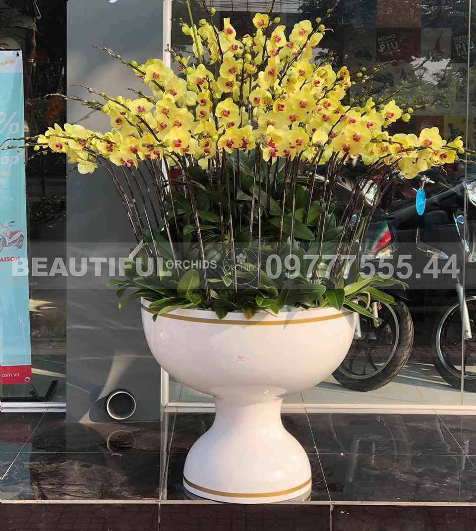 Chậu hoa lan hồ điệp 50 cành sắc hoa vàng đẹp long lanh, thiết kế ấn tượng và sang trọng