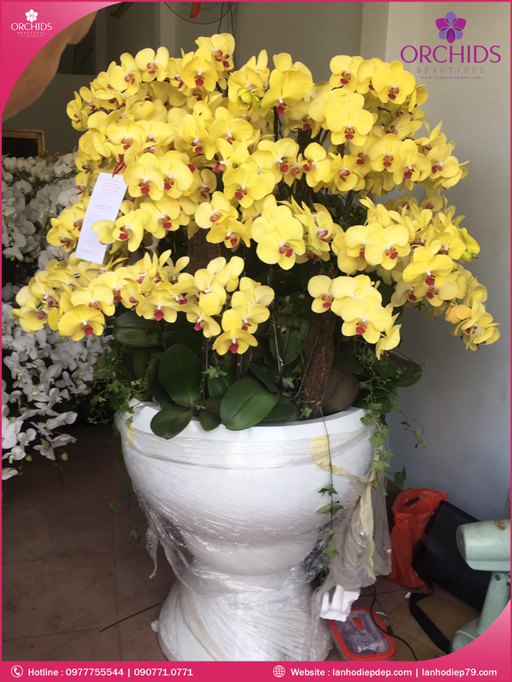 Chậu hoa lan hồ điệp vàng 59 cành