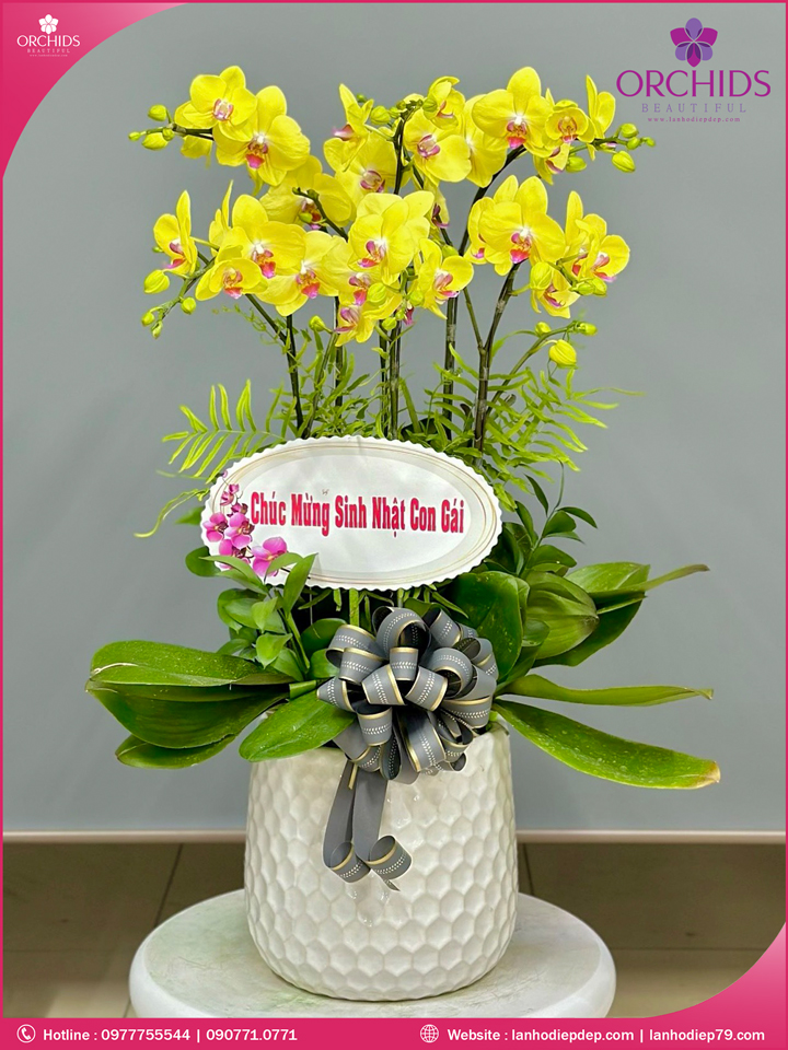 Chậu hoa lan hồ điệp vàng 6 cành