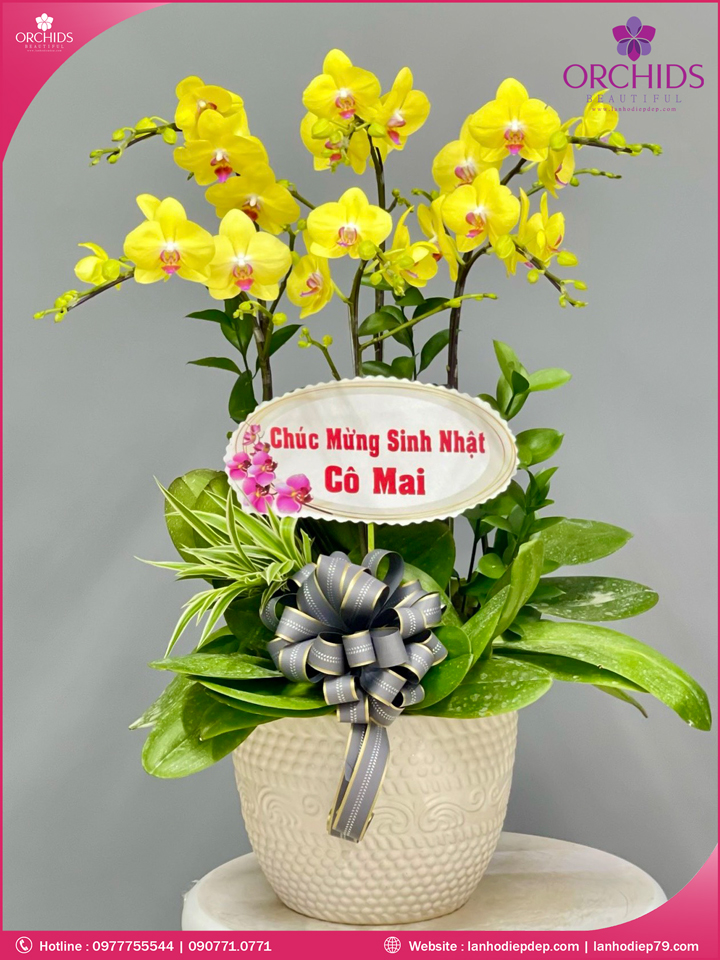 Chậu hoa lan hồ điệp vàng 6 cành