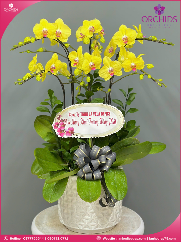 Chậu hoa lan hồ điệp vàng 6 cành