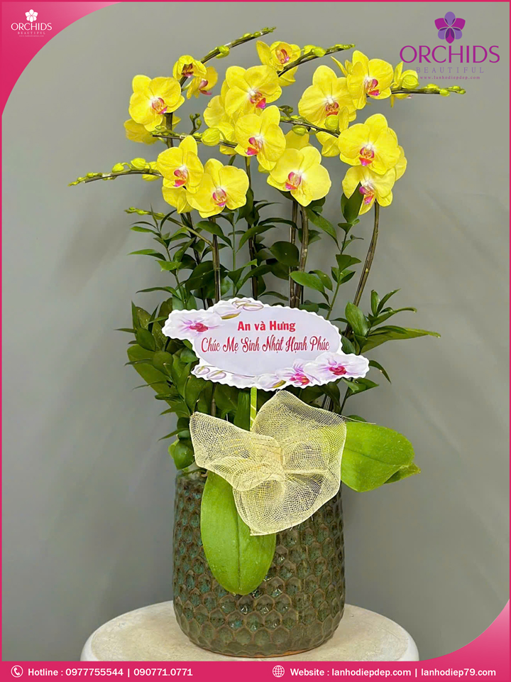 Chậu hoa lan hồ điệp vàng 6 cành