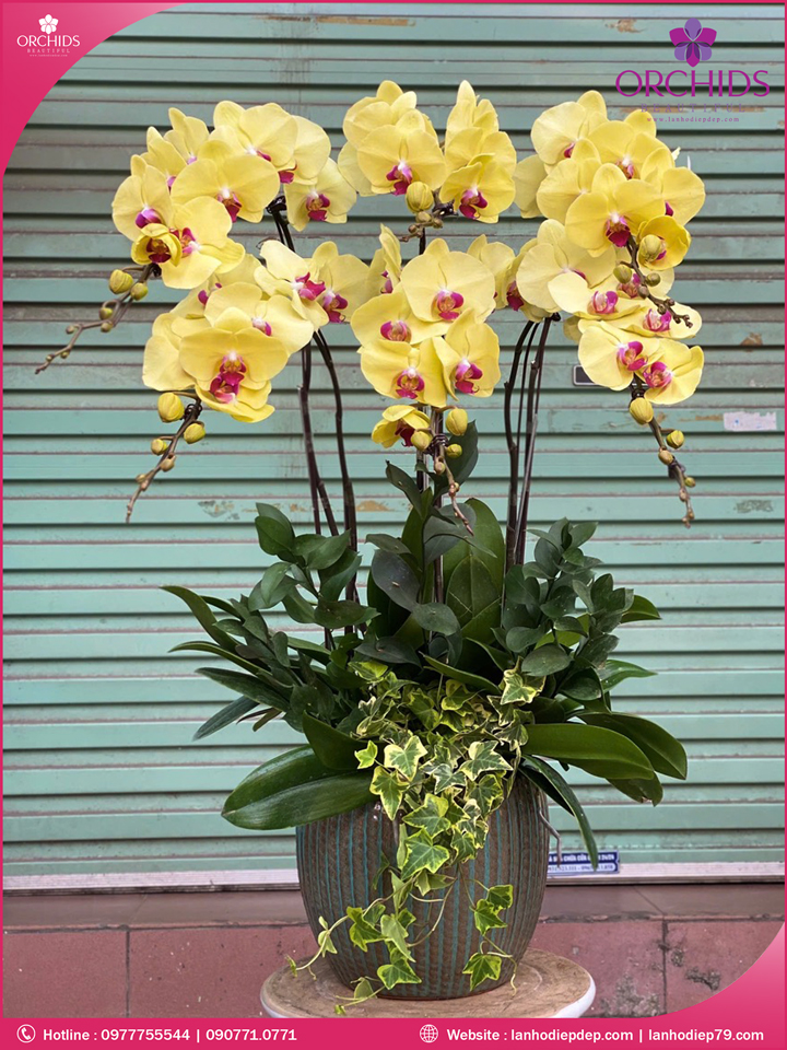 Chậu hoa lan hồ điệp vàng 6 cành