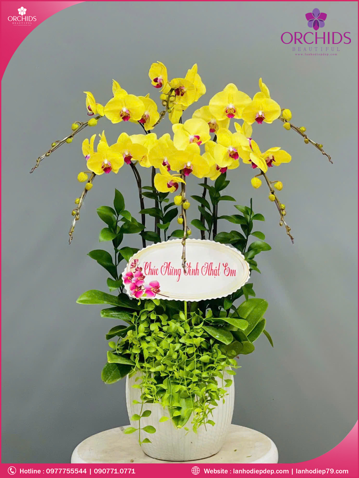 Chậu hoa lan hồ điệp vàng 6 cành