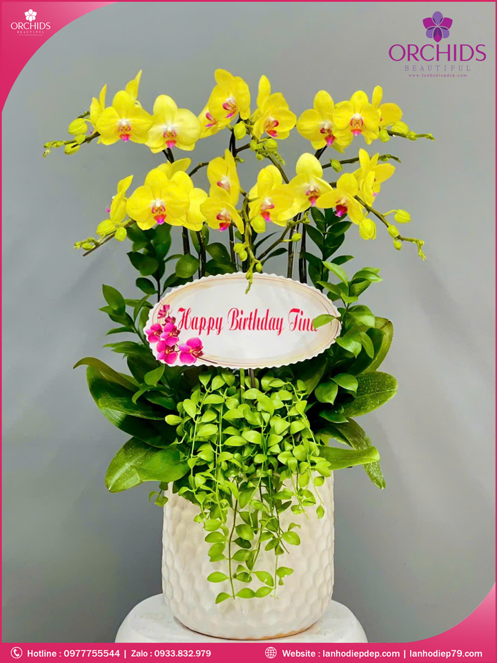Chậu hoa lan hồ điệp vàng 6 cành