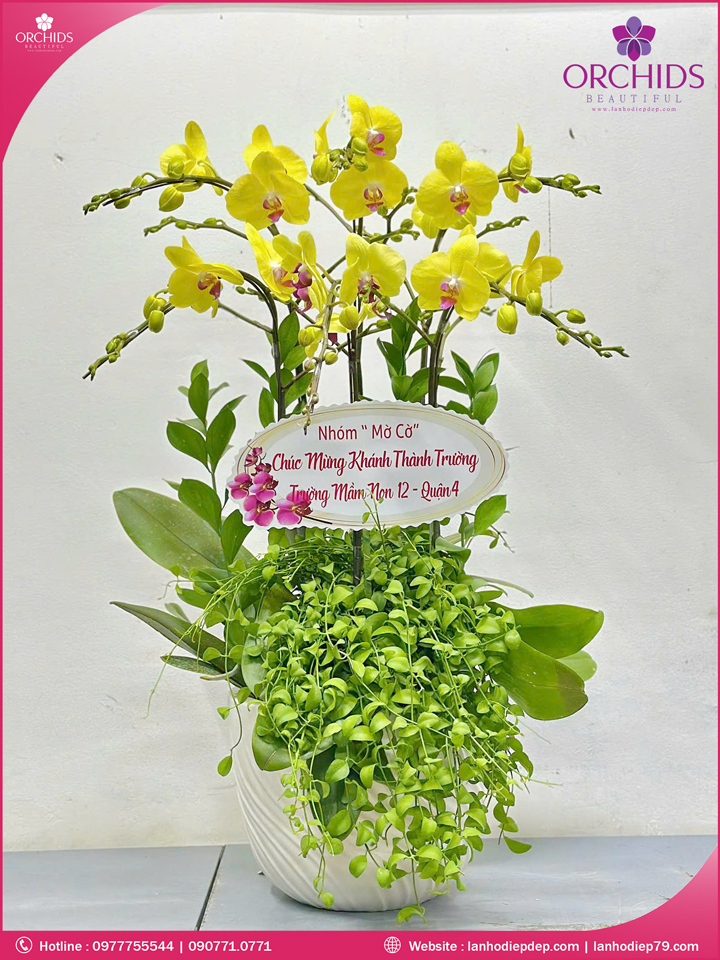 Chậu hoa lan hồ điệp vàng 6 cành