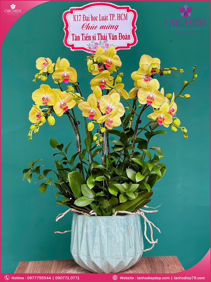 Chậu hoa lan hồ điệp vàng 6 cành