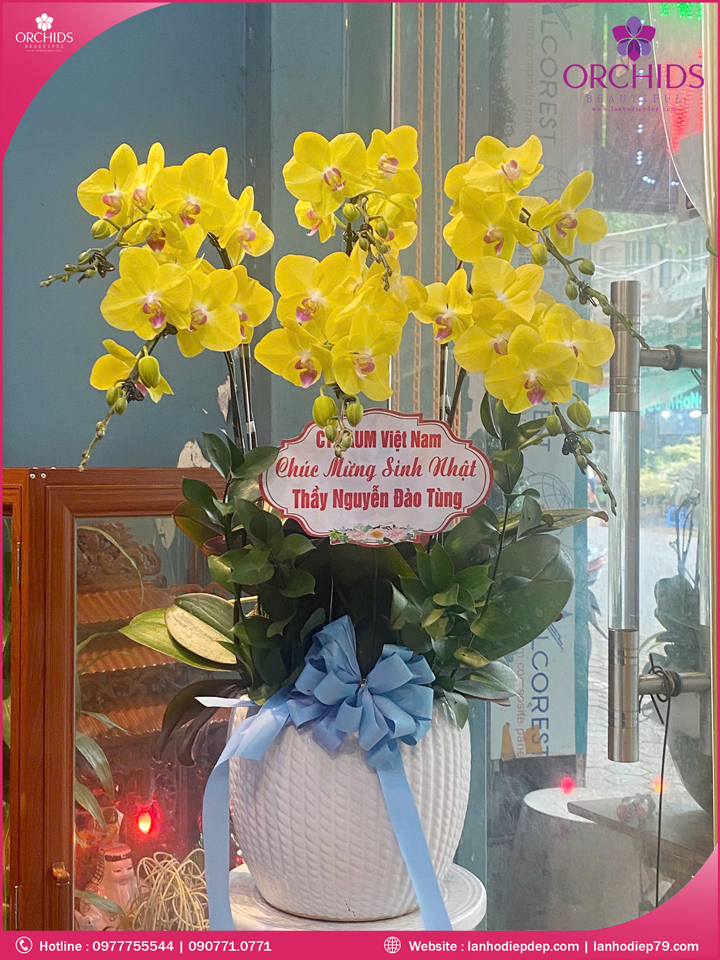 Chậu hoa lan hồ điệp vàng 6 cành