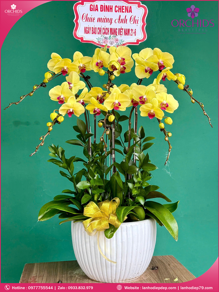 Chậu hoa lan hồ điệp vàng 6 cành V485