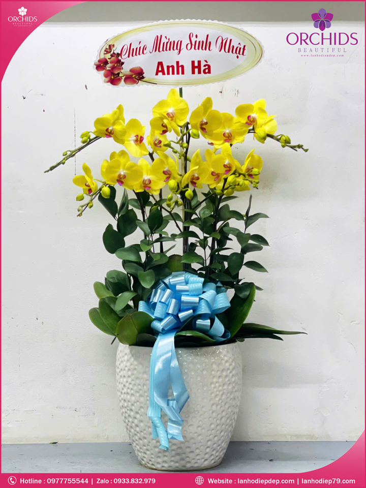 Chậu hoa lan hồ điệp vàng 6 cành V487