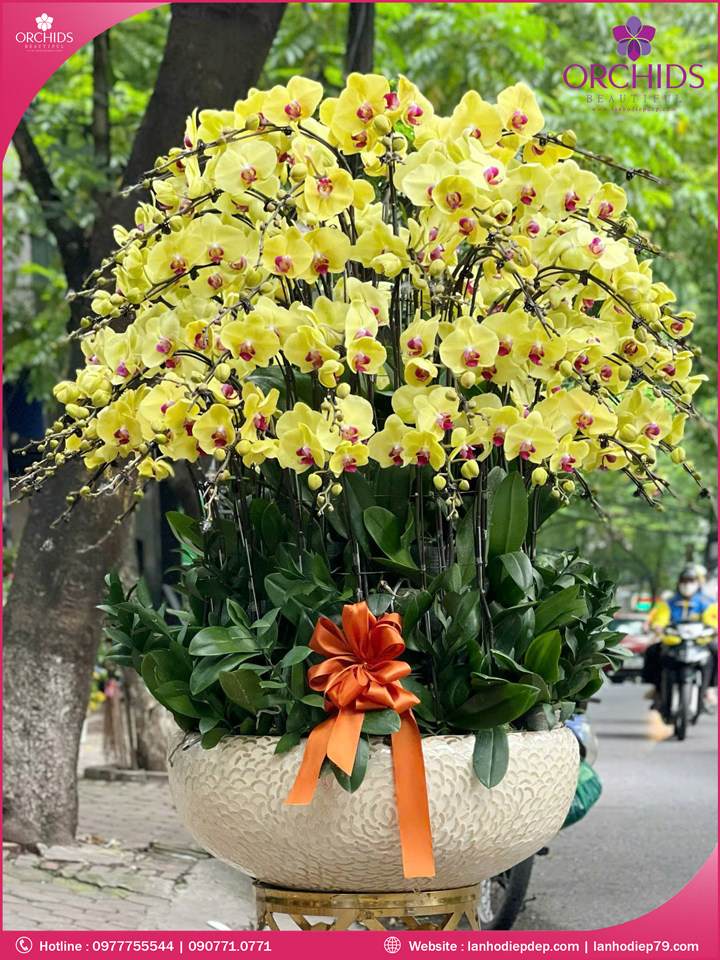 Chậu hoa lan hồ điệp vàng 60 cành