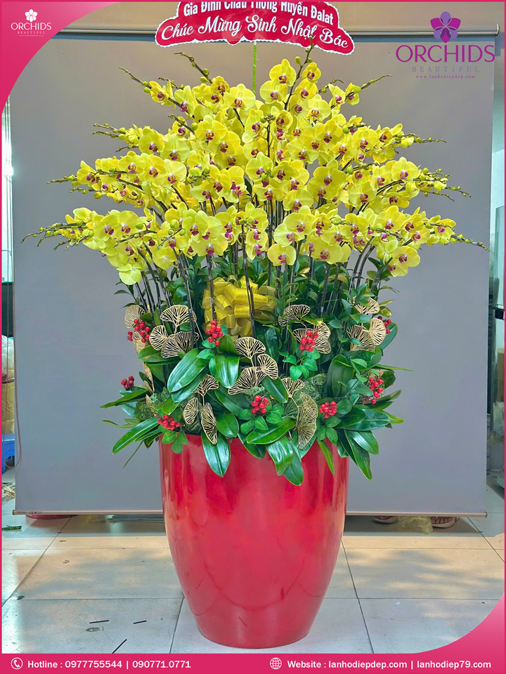 Chậu hoa lan hồ điệp vàng 60 cành