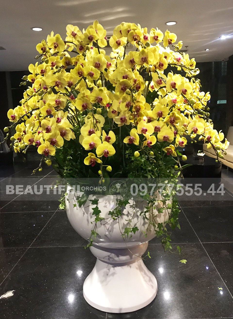 Chậu hoa lan hồ điệp 60 cành lan vàng màu sắc rực rỡ, sang trọng và đẳng cấp