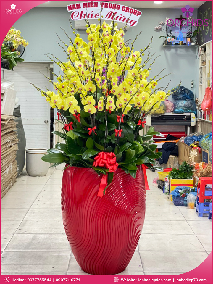 Chậu hoa lan hồ điệp vàng 63 cành