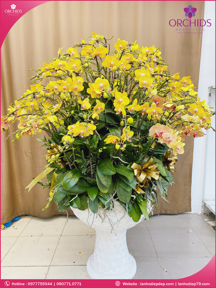 Chậu hoa lan hồ điệp vàng 63 cành