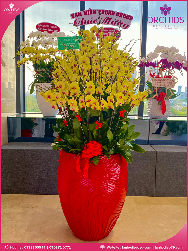 Chậu hoa lan hồ điệp vàng 63 cành