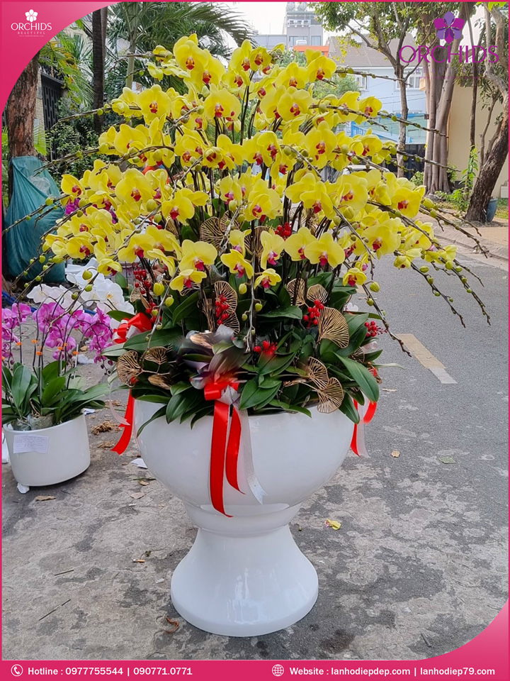 Chậu hoa lan hồ điệp vàng 68 cành