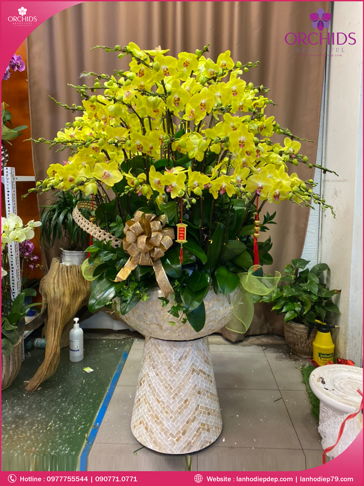 Chậu hoa lan hồ điệp vàng 68 cành
