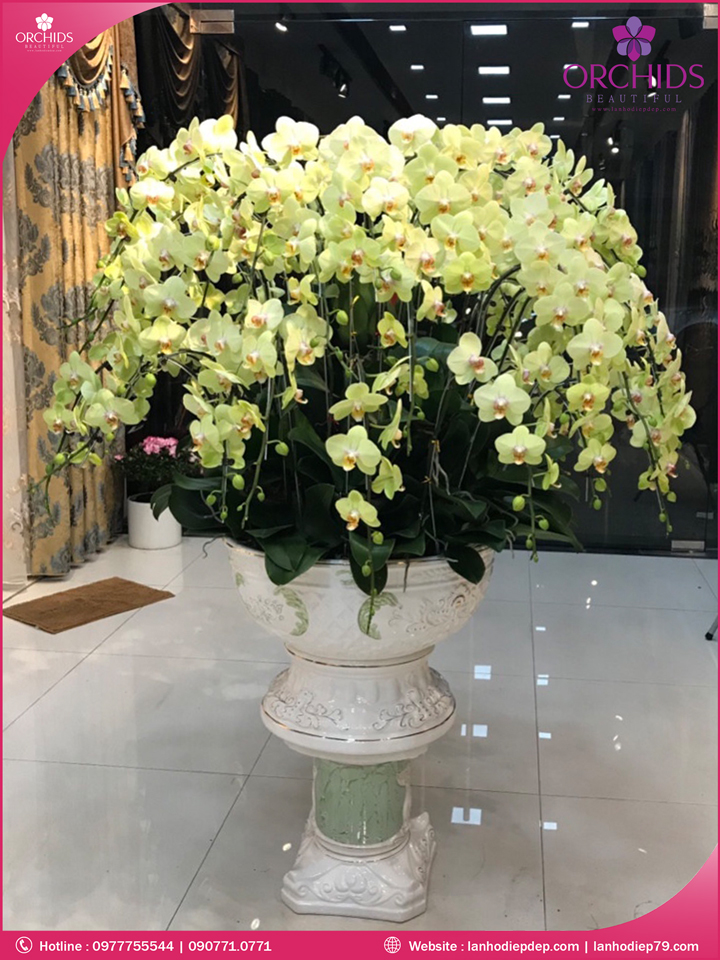 Chậu hoa lan hồ điệp vàng 69 cành