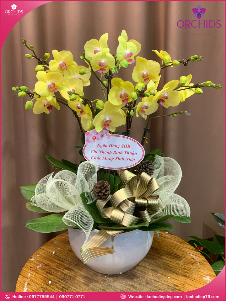 Chậu hoa lan hồ điệp vàng 7 cành