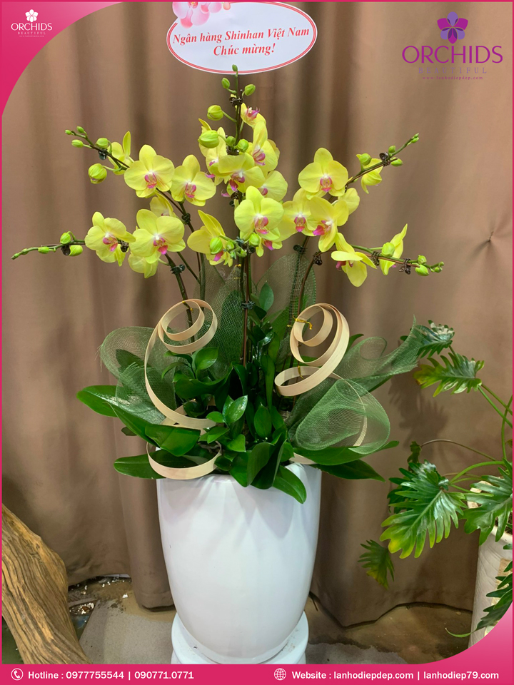 Chậu hoa lan hồ điệp vàng 7 cành