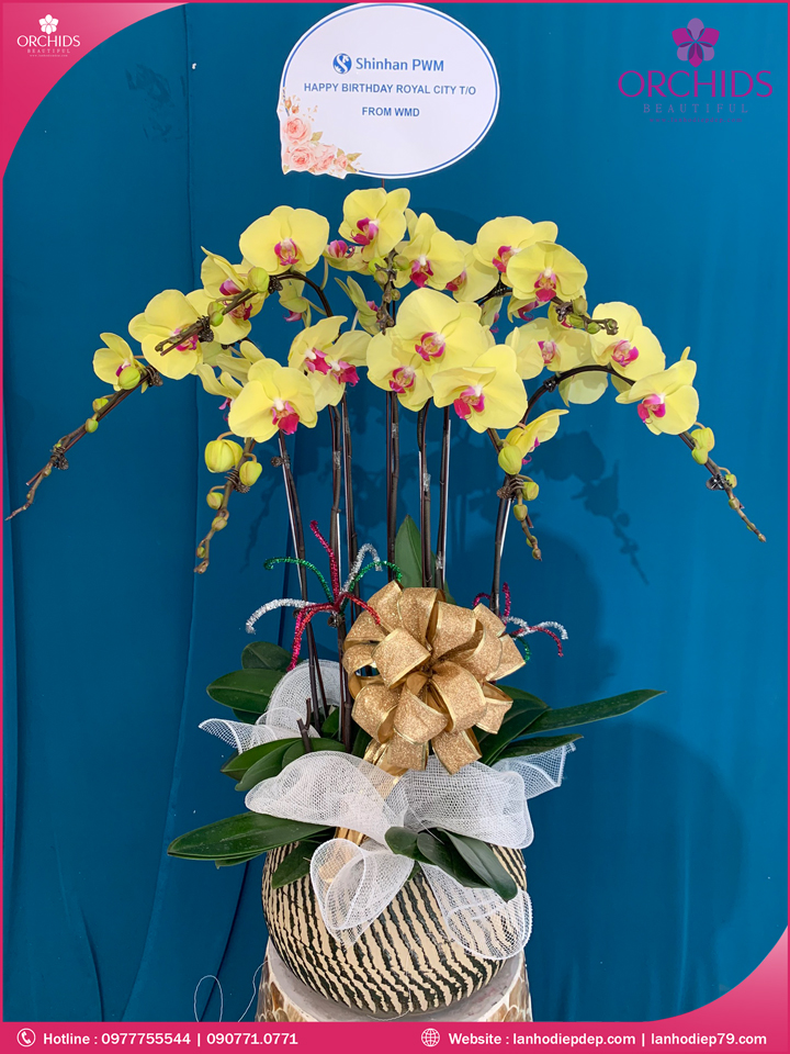 Chậu hoa lan hò điệp vàng 7 cành