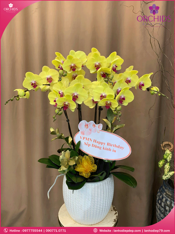Chậu hoa lan hồ điệp vàng 7 cành