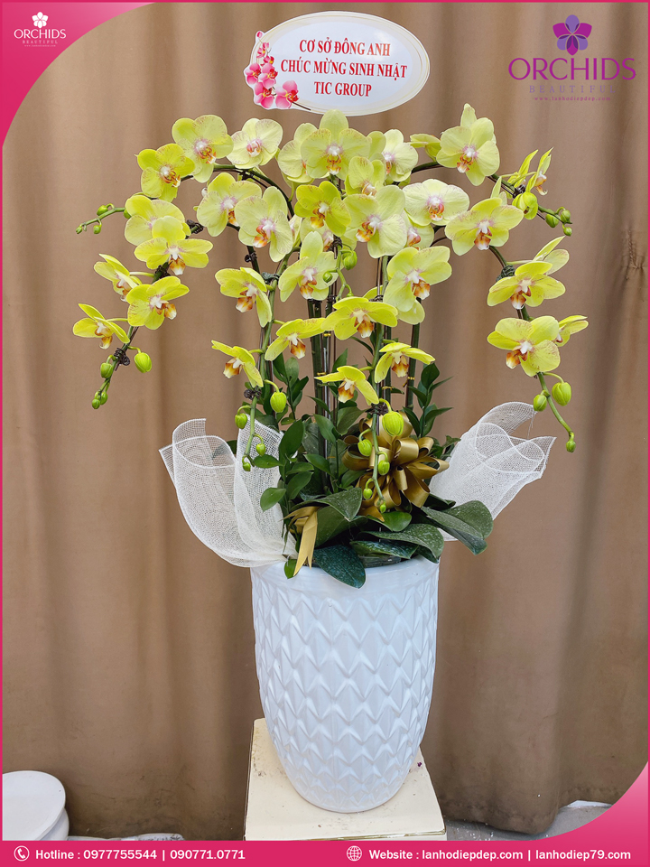 Chậu hoa lan hồ điệp vàng 7 cành