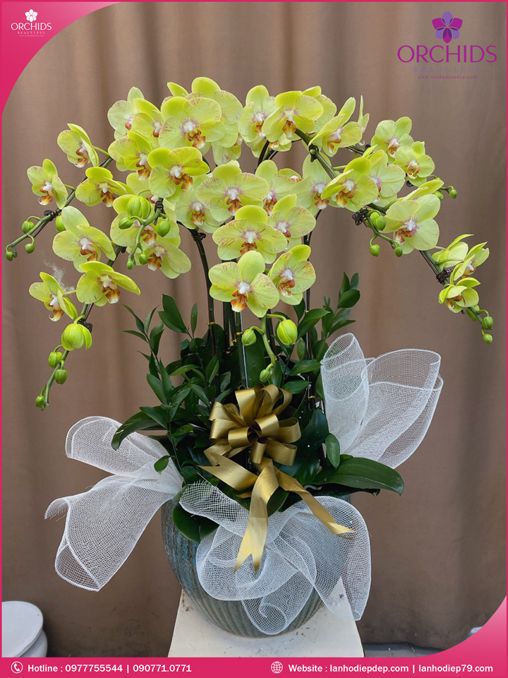 Chậu hoa lan hồ điệp vàng 7 cành