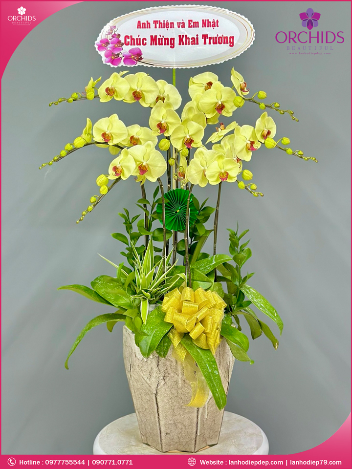 Chậu hoa lan hồ điệp vàng 7 cành