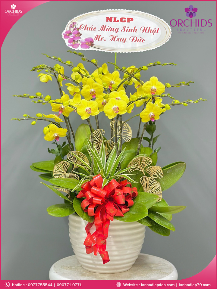 Chậu hoa lan hồ điệp vàng 7 cành