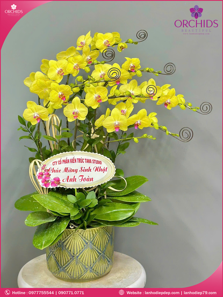 Chậu hoa lan hồ điệp vàng 7 cành