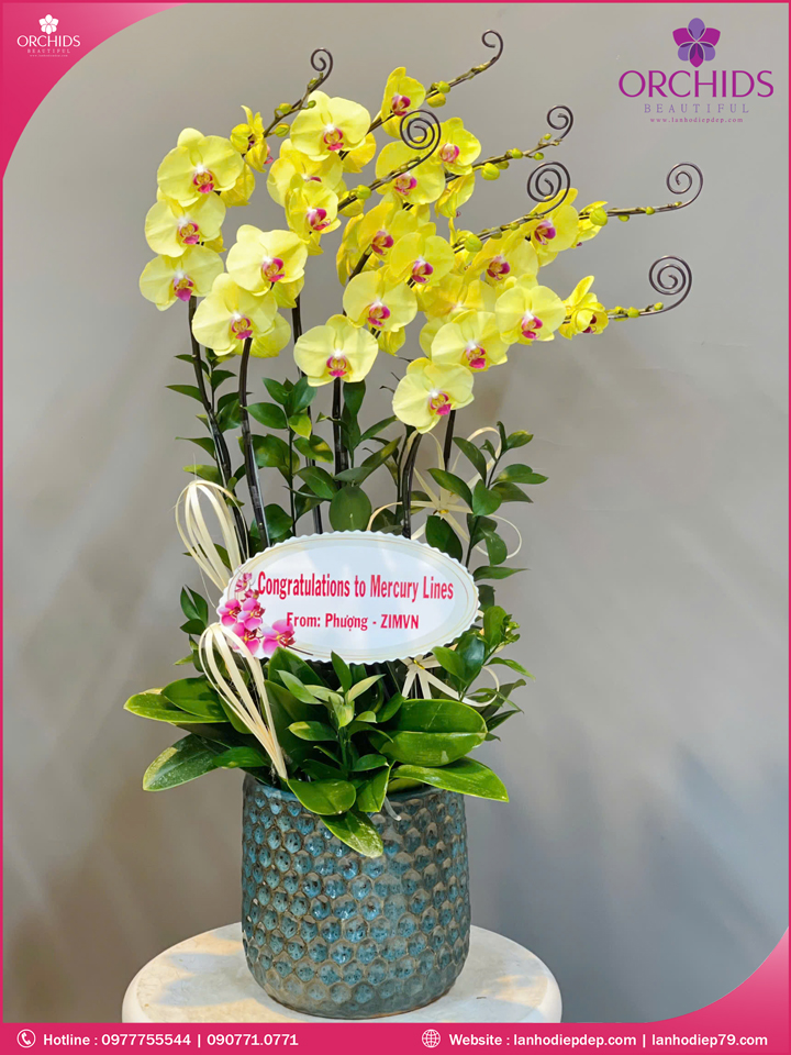 Chậu hoa lan hồ điệp vàng 7 cành