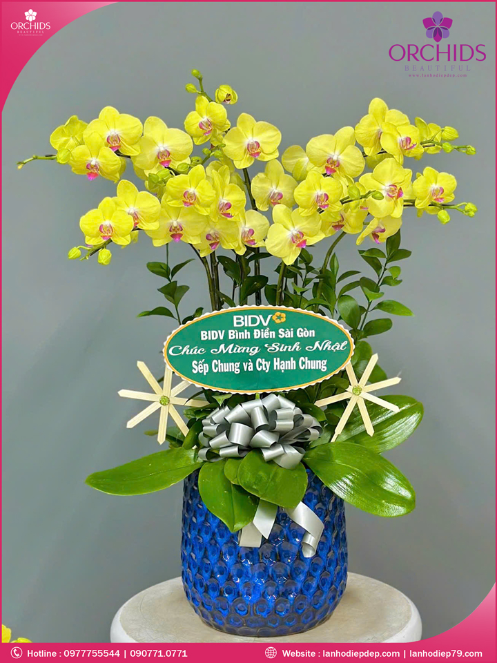 Chậu hoa lan hồ điệp vàng 7 cành