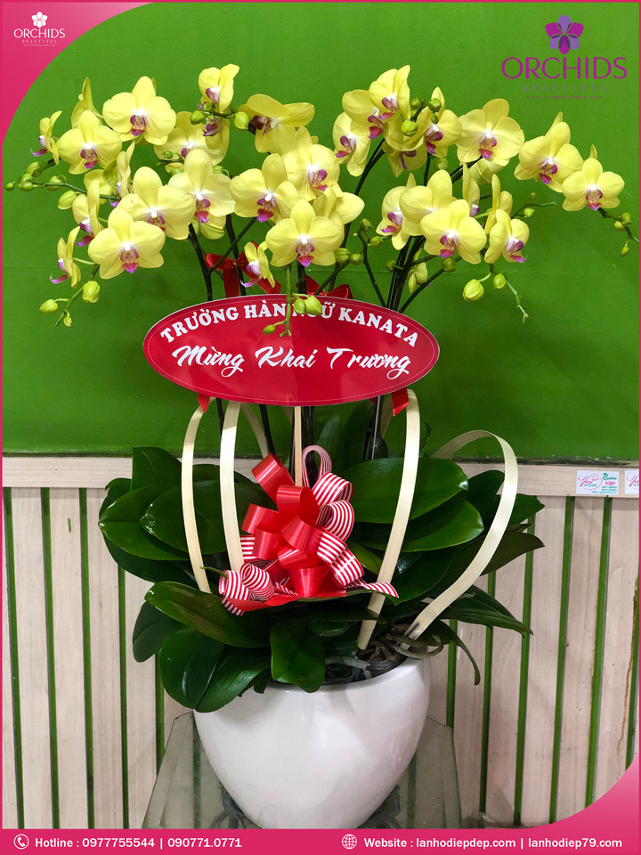 Chậu hoa lan hồ điệp vàng 7 cành